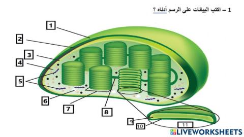 تركيب البلاستيدات الخضراء