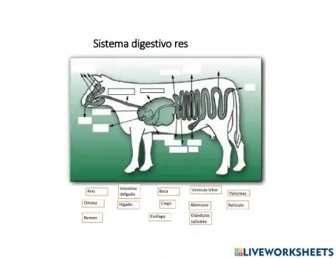 Aparato digestivo Vaca