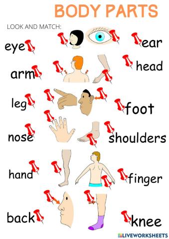 Look and match Body Parts