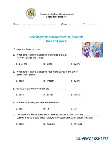 Transport of Substances in Plants