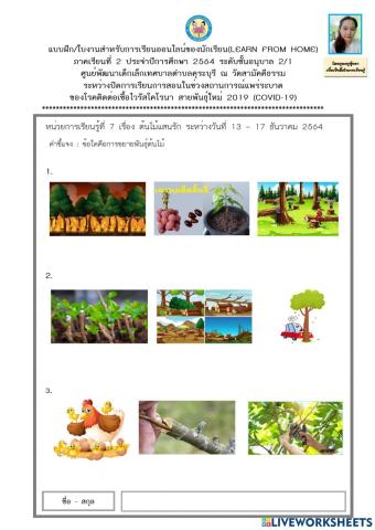 การขยายพันธ์ุต้นไม้