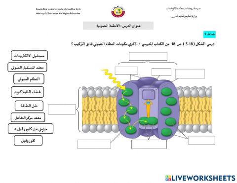 النظام الضوئي
