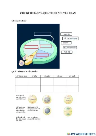 Chu ki te bao va qua trinh nguyen phan
