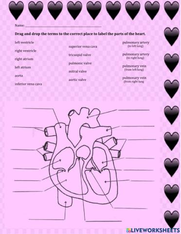 Heart Diagram-Labeling