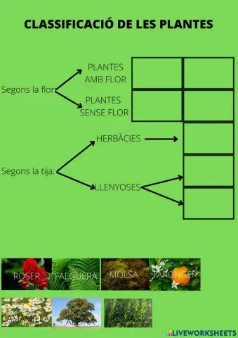 Classificació de les plantes