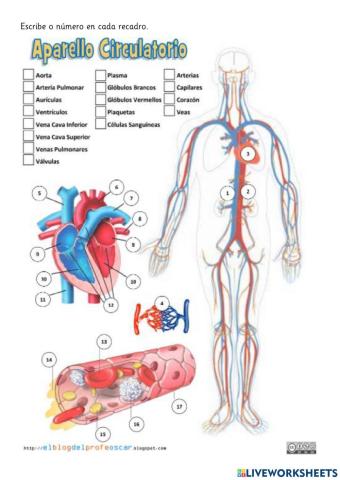 Aparato circulatorio