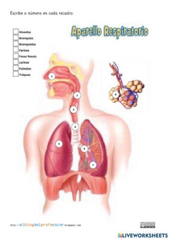 Aparatro respiratorio