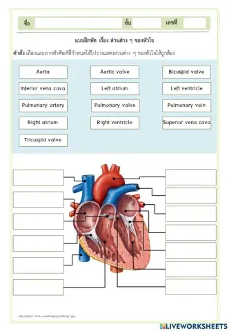 ส่วนต่าง ๆ ของหัวใจ