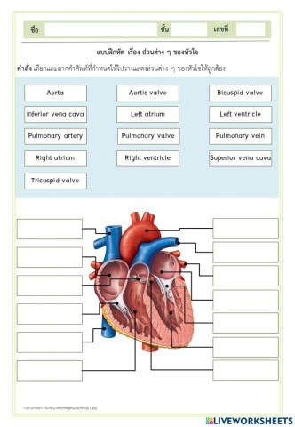 ส่วนต่าง ๆ ของหัวใจ