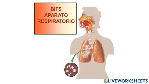 Bits aparato  respiratorio
