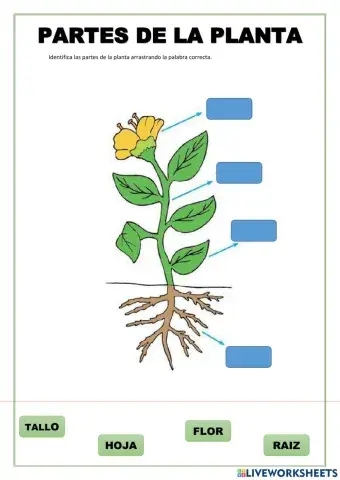 Las partes de la planta
