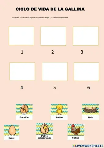 Ciclo de vida de la gallina