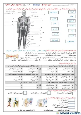 الجهاز الهيكلي ورقة تفاعلية