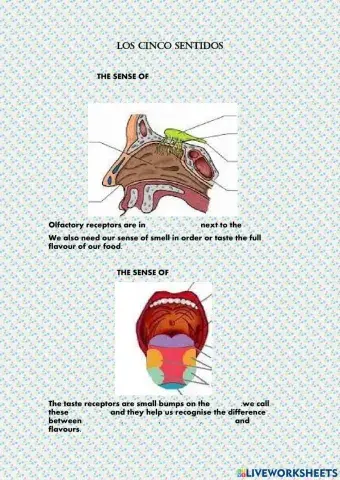 Los cinco sentidos