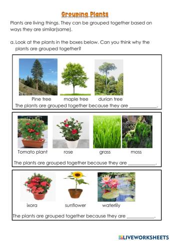 Grouping Plants
