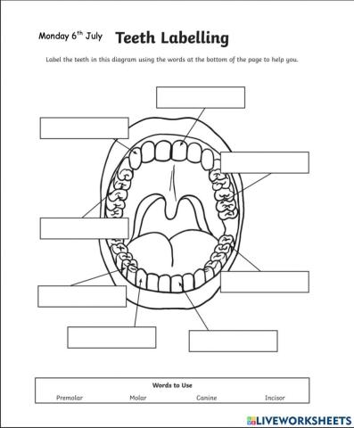Teeth Labelling Diagram