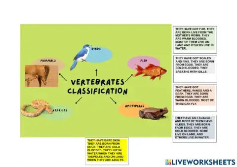 Vertebrates characteristics
