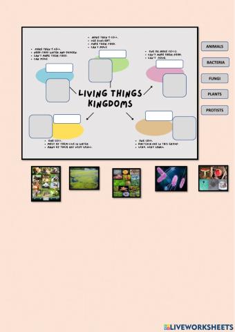 LIVING THING KINGDOMS