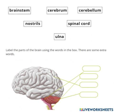 Brain