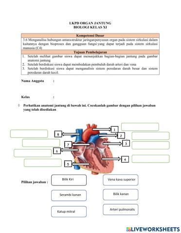 Sistem Peredaran darah