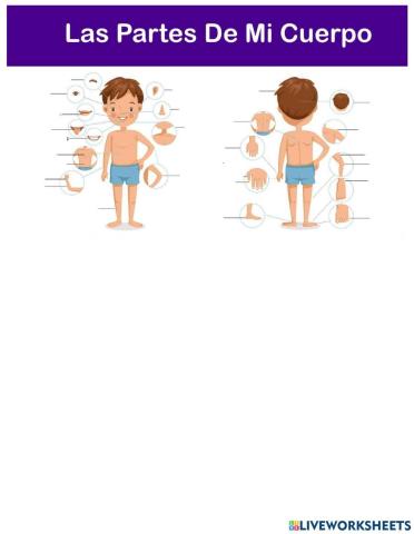 Las partes del cuerpo