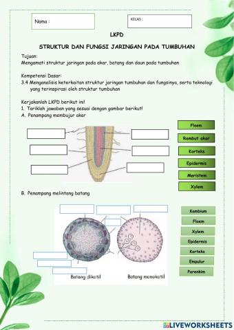 LKPD Struktur dan Fungsi Tumbuhan