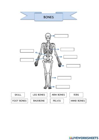 Bones