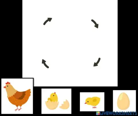 Life cycle of a chicken