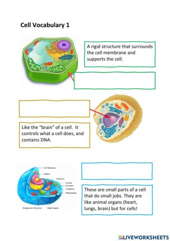 Cell Vocabulary 1