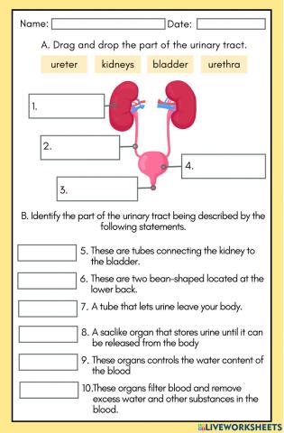 Kidneys worksheet