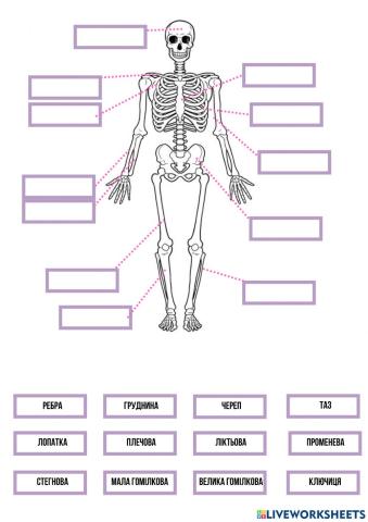 Будова скелету людини