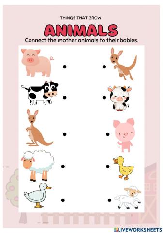 Baby Animals