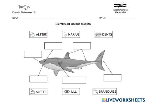 Parts taurons arasaac