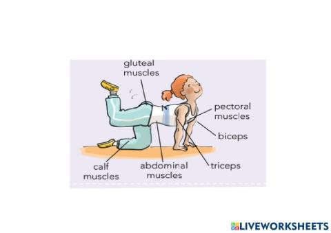 Pronuntiation muscles