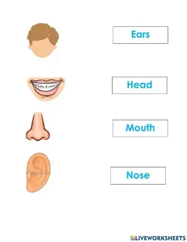 Partes del cuerpo en ingles