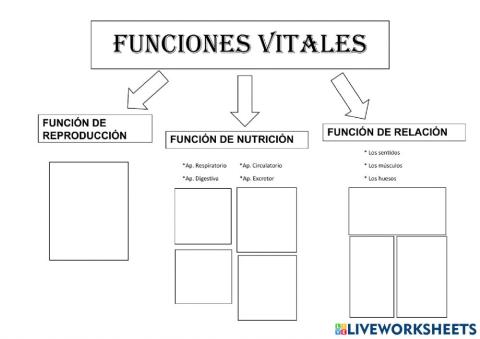 FUNCIONES VITALES