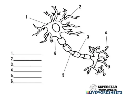 Neuron