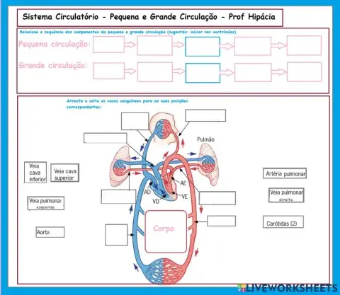 Sistema circulatório - pequena e grande circulação