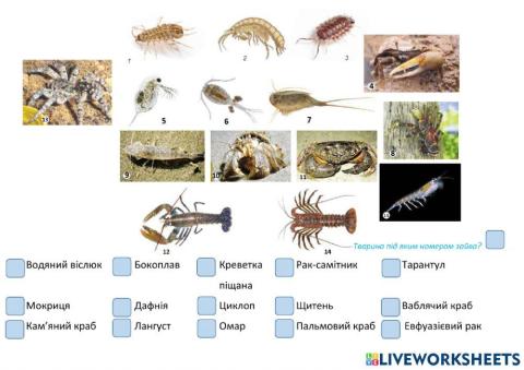 Різноманітність Ракоподібних