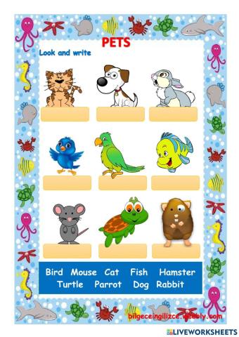 English 3 - Pets - Vocabulary