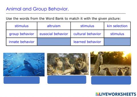 Animal and Group Behavior