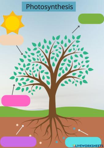 Photosynthesis