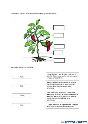 Partes de las plantas