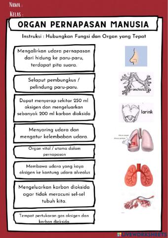 Organ Pernapasan Manusia