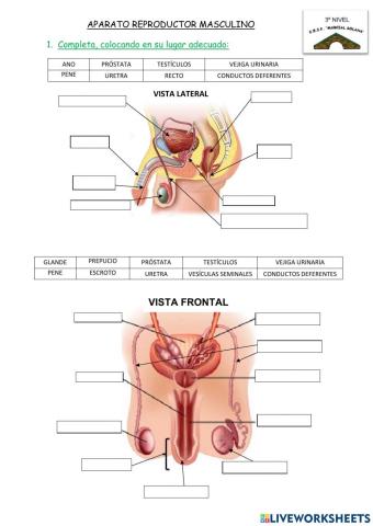 Aparato reproductor masculino