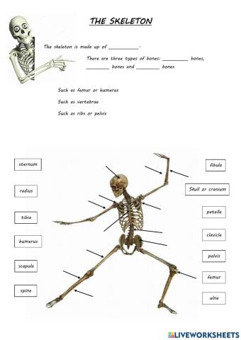 The skeleton