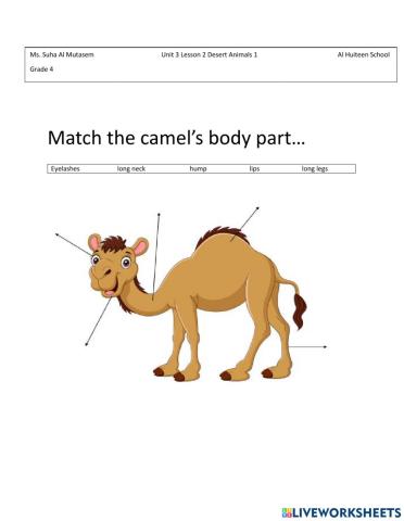 A Camel