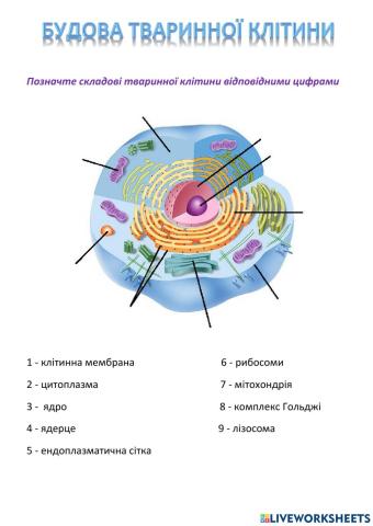 Будова тваринної клітини