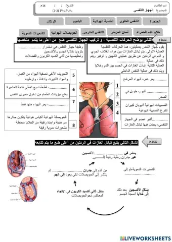 الجهاز التنفسي