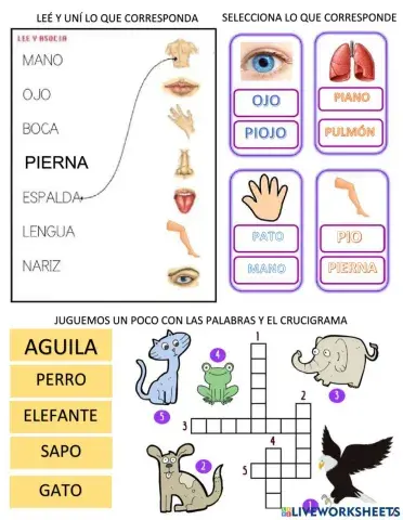Las partes del cuerpo humano